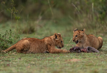 Fototapeta na wymiar Lion cubs with a chunk of kill at Masai Mara, Kenya