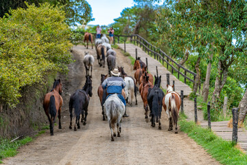 a driver leads a herd of horses along a dirt road