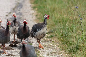 Small flock of helmeted guineafowl (Numida meleagris) is native  African bird, often domesticated in Europe and America