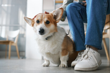 Close-up of pet sitting by legs of his owner in blue jeans and white gumshoes