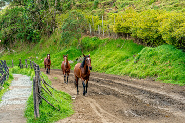 horses running on a dirt road