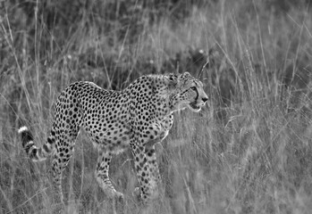 Cheetah walking in the mid of tall grasses, Masai Mara