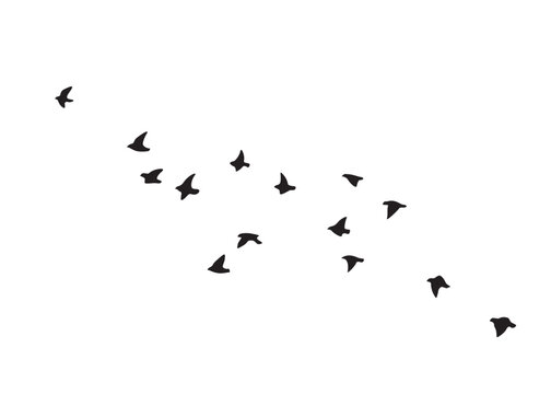 Flying Birds Group Vector Silhouette