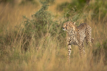 Fototapeta na wymiar Cheetah in the mid of tall grasses od savannah, Masai Mara, Kenya