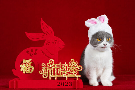 a cute cat wears a hat with rabbit ears nearby a Chinese New Year of Rabbit mascot paper cut the Chinese means fortune and happy new year no logo no trademark