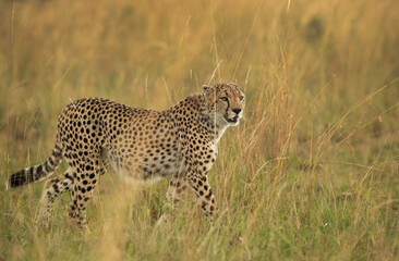 Portrait of a Cheetah in the mid of tall grasses, Masai Mara