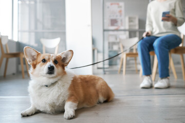 Cute welsh pembroke corgi dog looking forwards while lying on the floor