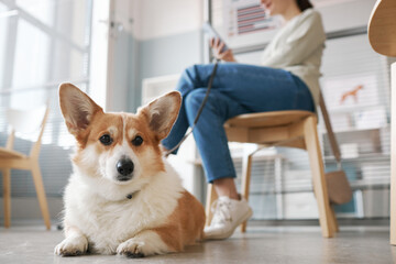 Cute dog of welsh breed resting on the floor against female owner