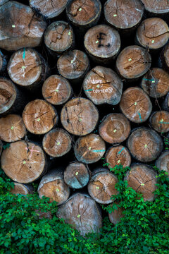 Wood Log Firewood Tree Cut Pile Stack Timber, Oak, Nature Logs Woodpile Lumber Trunk, Brown Texture Forest Trees Pattern Wooden Industry Stacked Circle Abstract Natural Forestry Processing