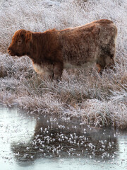 Cow by the frozen pond