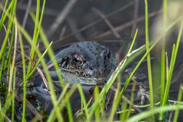 Grenouille dans lac du Massif du Queyras en été