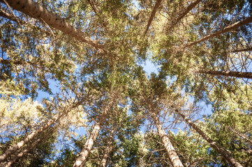 looking up into the canopy of a carinthian forrest