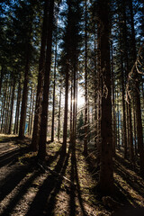the sun shining in between the trees of a dense forrest in carinthia austria.