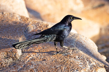 Oiseau à plumes et oeil noirs avec des reflets bleu nuit. Corbeau à bec noir sur les rochers d'un bord de ruisseau. © fred.do.photo