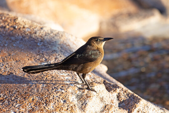 Oiseau de petite taille au plumage gris et ocre jaune avec un petit bec pointu prenant le soleil sur un rocher en bord de rivi&egrave;re..