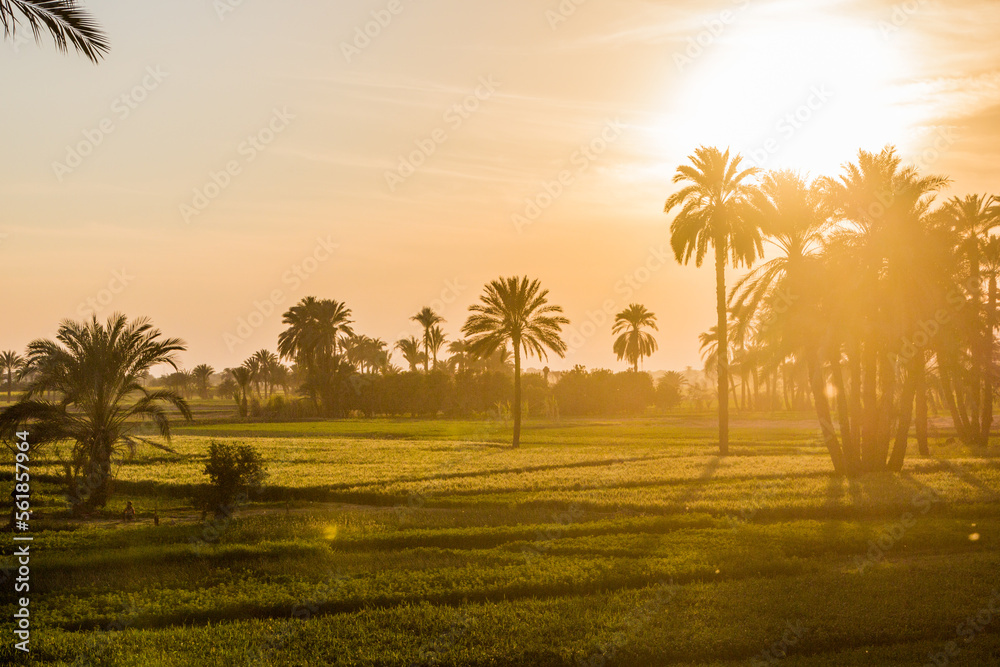 Wall mural sunset view of palms and lush fields in the valley of nile river, egypt