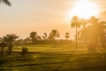 Sunset view of palms and lush fields in the valley of Nile river, Egypt