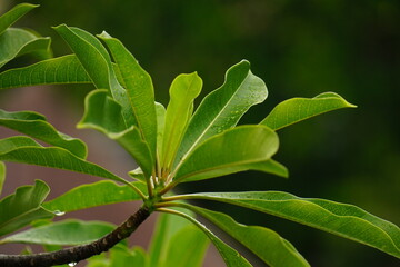 Leaf on the pool 2