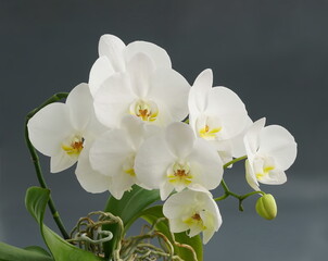 White orchid flowers in a gray background. View from the side, home tropical flower. Houseplant Phalaenopsis close up.
