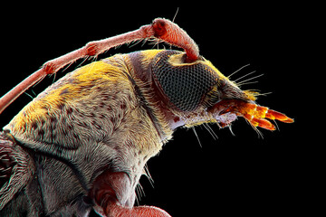 close up of a longhorn