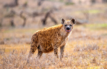 Spotted Hyena East Africa