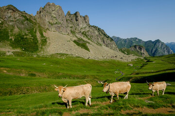 cows ascending the hill, Col de Souzon, Midi d'Ossau peak, 2884 meters, Pyrenees National Park, Pyrenees Atlantiques, France