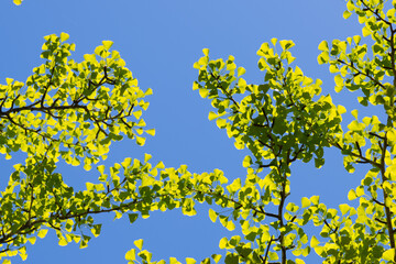 新緑のイチョウ