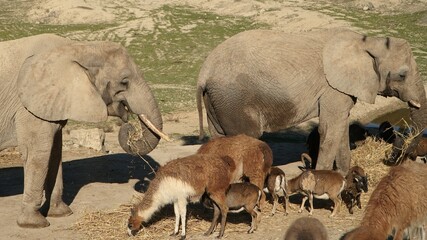 elefantes africanos alimentandose junto a otros animales en safari Aitana, Alicante España © epicvideo.es