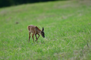 Roe deer fawn grazing grass on meadow in summer