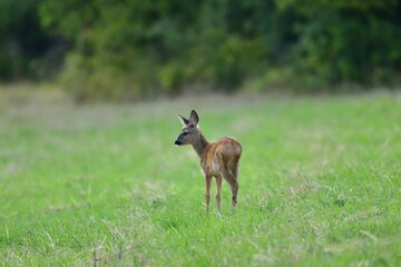 Roe deer fawn grazing grass on meadow in summer