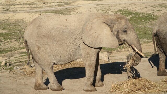 elefantes africanos alimentandose junto a otros animales en safari Aitana, Alicante Espa&ntilde;a