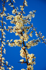 White cherry plum flowers in the garden against the blue sky. Spring background