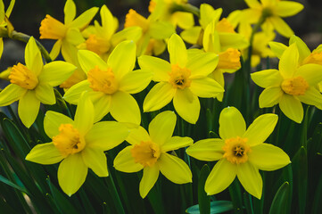 Selective focus. Lots of yellow daffodils. Spring flowers. The feast of the bright Easter. Flower bed with flowers.