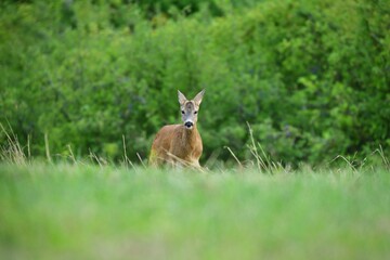 Deer fawn comes out of the forest to graze in the meadow in the early evening