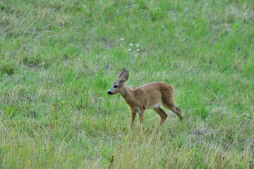 Naklejka na ściany i meble Roe deer fawn grazing grass on meadow in summer