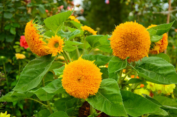 Orange decorative double sunflowers in the garden