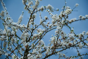 White cherry plum flowers in the garden against the blue sky. Spring background