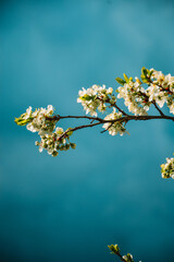 White apple blossoms in the garden against the blue sky. Spring background