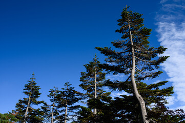 松の木