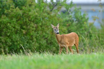 Roe deer fawn grazing grass on meadow in summer
