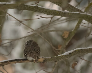 An eastern screech owl is alert while it watches prey, from a tree at dusk.