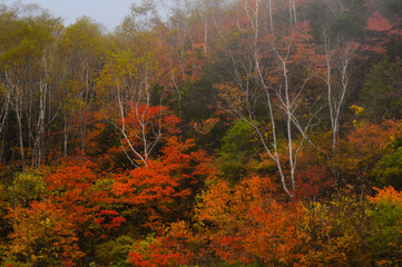 紅葉