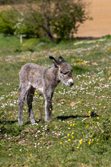 Anon gris dans la prairie