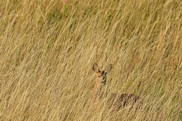 Roe fawn walks hidden in tall grass in a meadow
