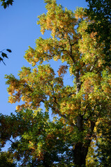Feuillage et ciel bleu