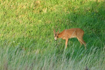 Roe deer fawn grazing grass on meadow in summer