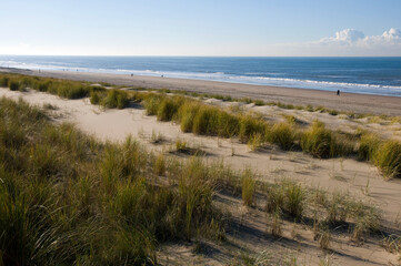 Fototapeta na wymiar Looking across the sand dunes at Noordwijk on Sea towards the North Sea. Dutch coast.