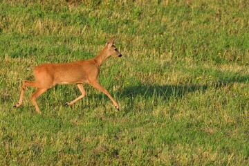 Roe deer jumping in agricultural field 