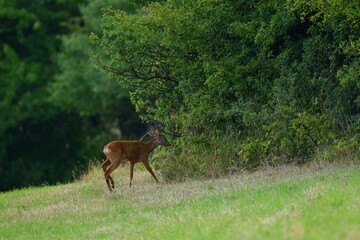 Naklejka na ściany i meble Deer fawn comes out of the forest to graze in the meadow in the early evening