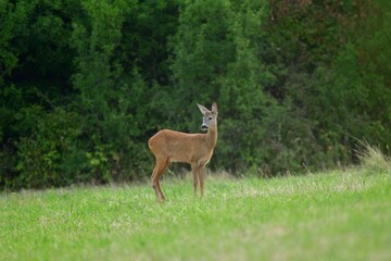 Deer fawn comes out of the forest to graze in the meadow in the early evening